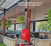 Ficus 'evergreen', a brighter alternative to boxwood hedging