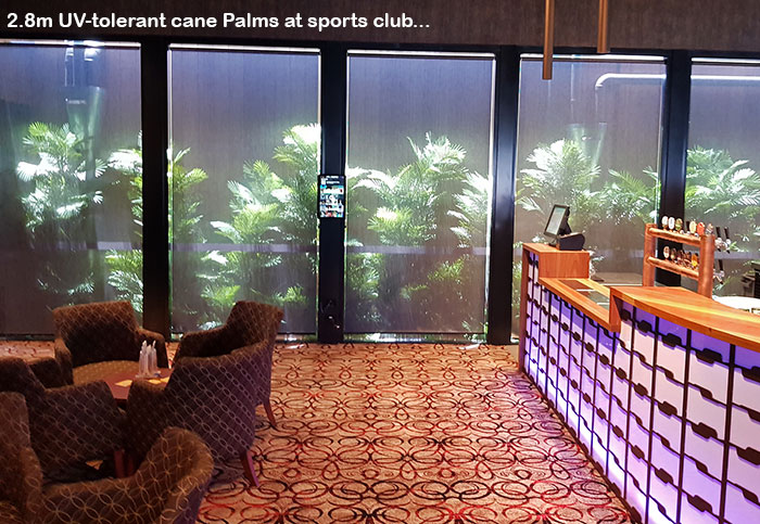 Tall UV-tolerant Palms fill void at Sports Club image 2