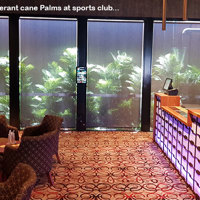 Tall UV-tolerant Palms fill void at Sports Club poplet image 1