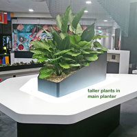 Table-Planters in Mall Eatery... poplet image 6