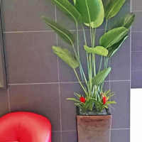 Plant revamp in Apartment Foyer poplet image 2