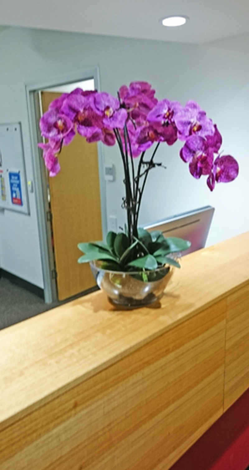 griffith_clinic_orchid.jpg