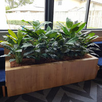 Before & After Shots...... low Planters poplet image 4