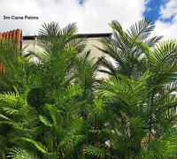 Large, lush UV-treated Palms for penthouse balcony
