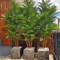 large, lush UV-treated Palms for penthouse balcony... poplet image 8