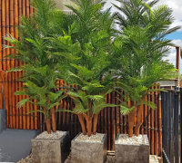 Large, lush UV-treated Palms for penthouse balcony