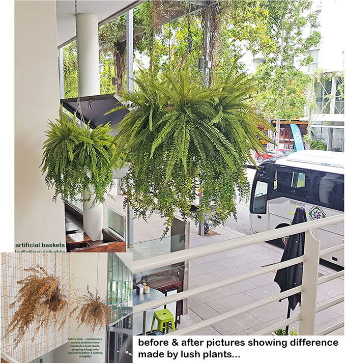Before n After Shots..... Hanging-Baskets