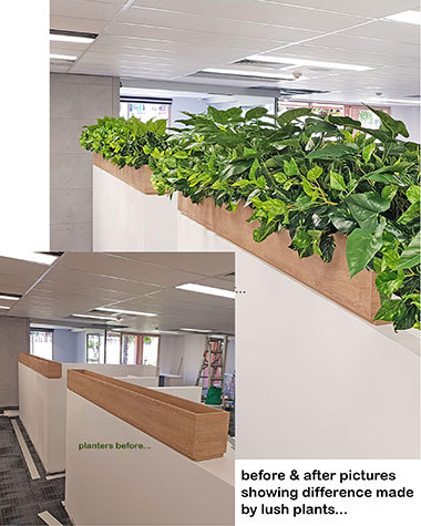 Before & After Shots...... low Planters 2