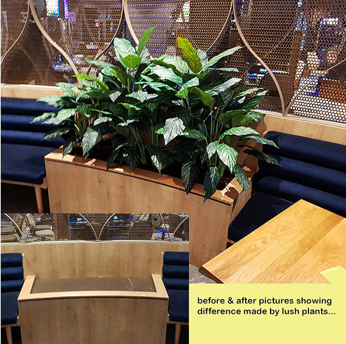 Before & After Shots...... low Planters