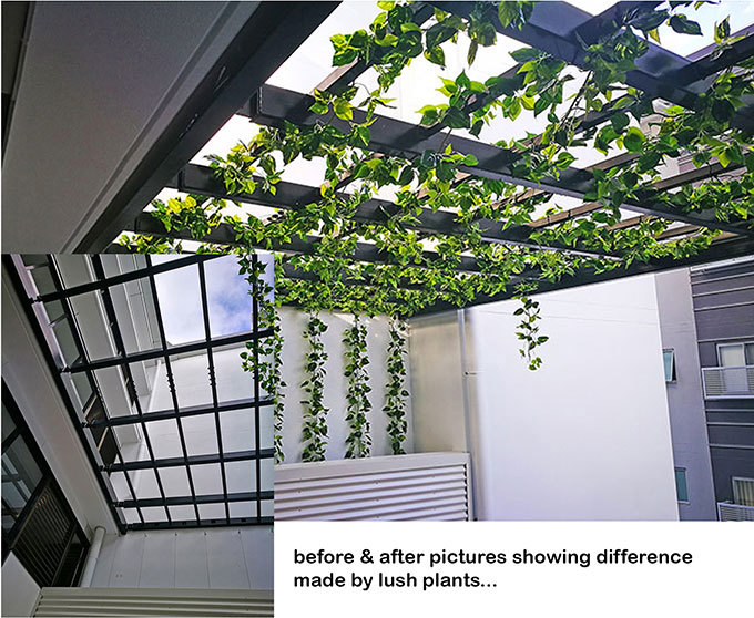 Before & After Shots...... Climbing Vines etc