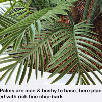 large, lush UV-treated Palms for penthouse balcony... poplet image 5