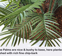 Large, lush UV-treated Palms for penthouse balcony