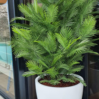 large, lush UV-treated Palms for penthouse balcony... poplet image 2