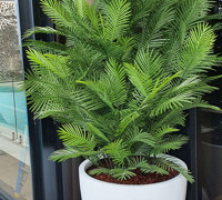 Large, lush UV-treated Palms for penthouse balcony