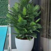 large, lush UV-treated Palms for penthouse balcony... poplet image 4