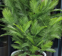 Large, lush UV-treated Palms for penthouse balcony