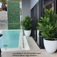 large, lush UV-treated Palms for penthouse balcony... poplet image 1