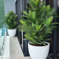 large, lush UV-treated Palms for penthouse balcony... poplet image 3