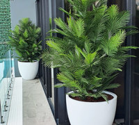 Large, lush UV-treated Palms for penthouse balcony
