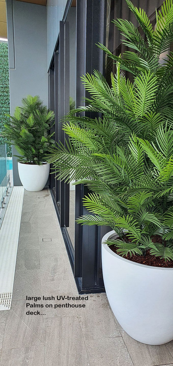 large, lush UV-treated Palms for penthouse balcony...