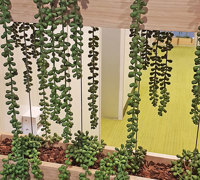 Modern 'open-plan' Offices use greenery throughout...