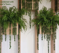 Modern 'open-plan' Offices use greenery throughout...