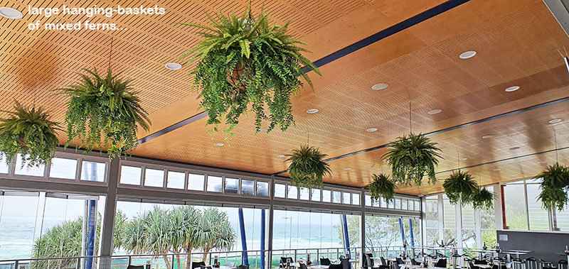 Before n After Shots..... Hanging-Baskets image 9