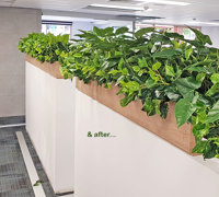 Before & After Shots...... low Planters 2