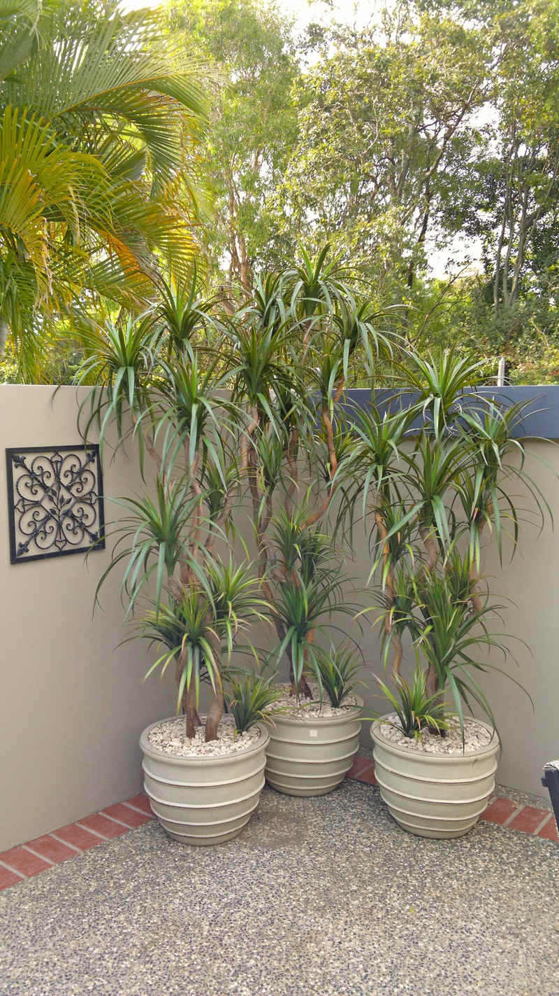 Dracaena cluster on patio 