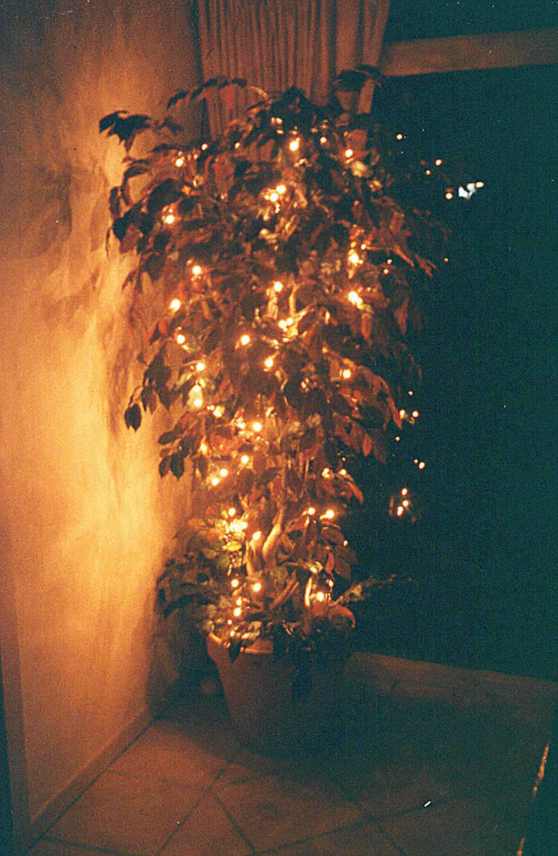 Tree-with-lights.jpg