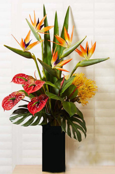 Floral- Birds with Anthuriums