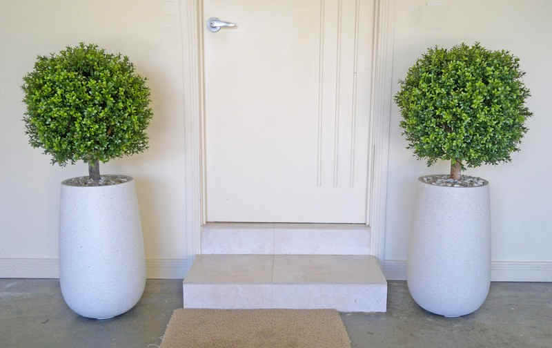 Topiary Boxwoods define entry