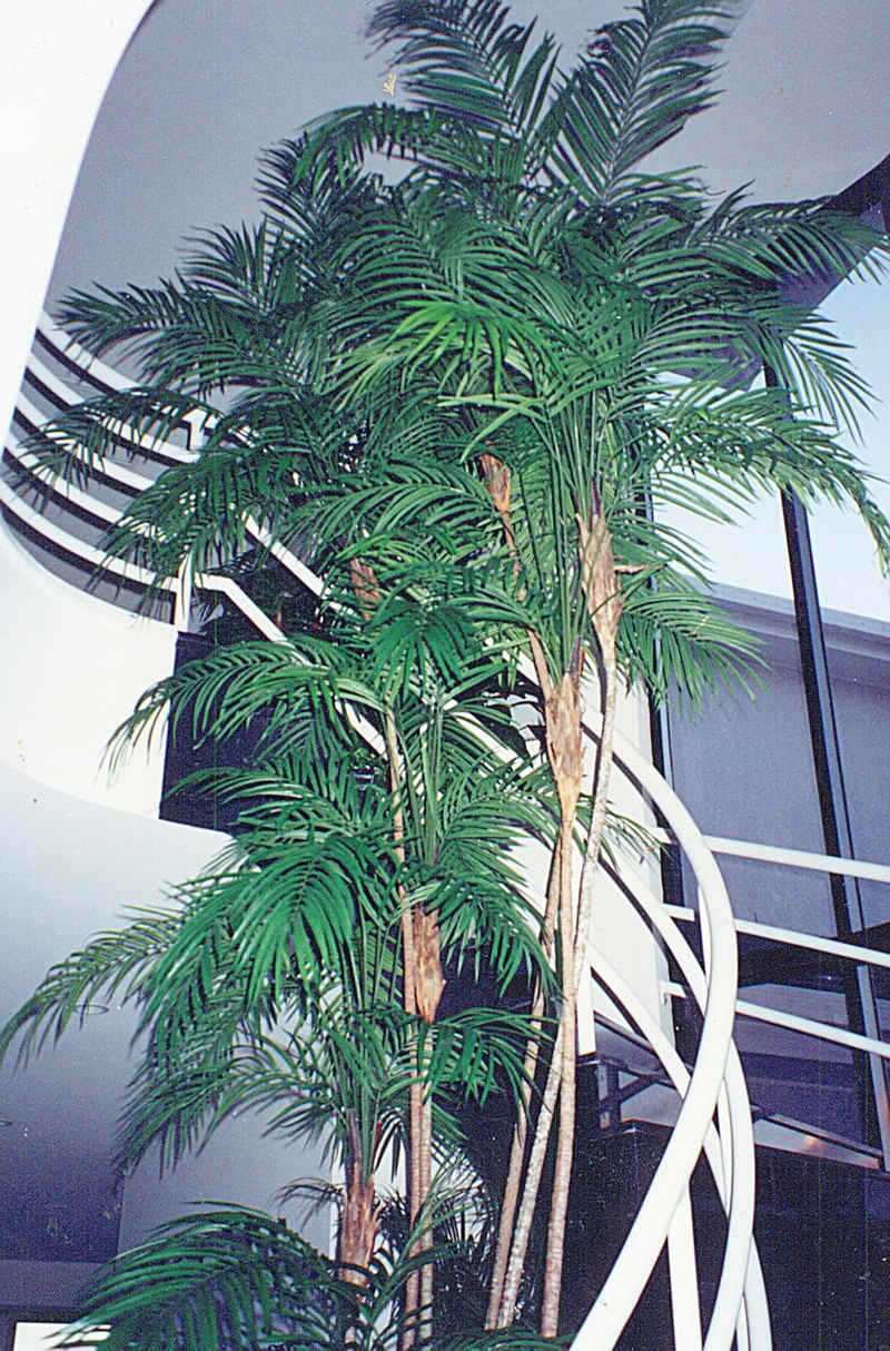 unusual_shaped_palm-_staircase.jpg