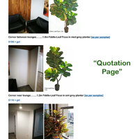 Plants for apartment foyers poplet image 10