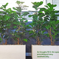 Office Planters using Fiddle-Leaf Ficus... poplet image 1