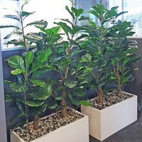 Office Planters using Fiddle-Leaf Ficus... poplet image 2
