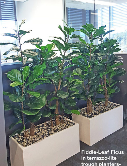 Office Planters using Fiddle-Leaf Ficus...