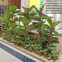 'Greening-up' a Food Court in shopping centre... poplet image 9