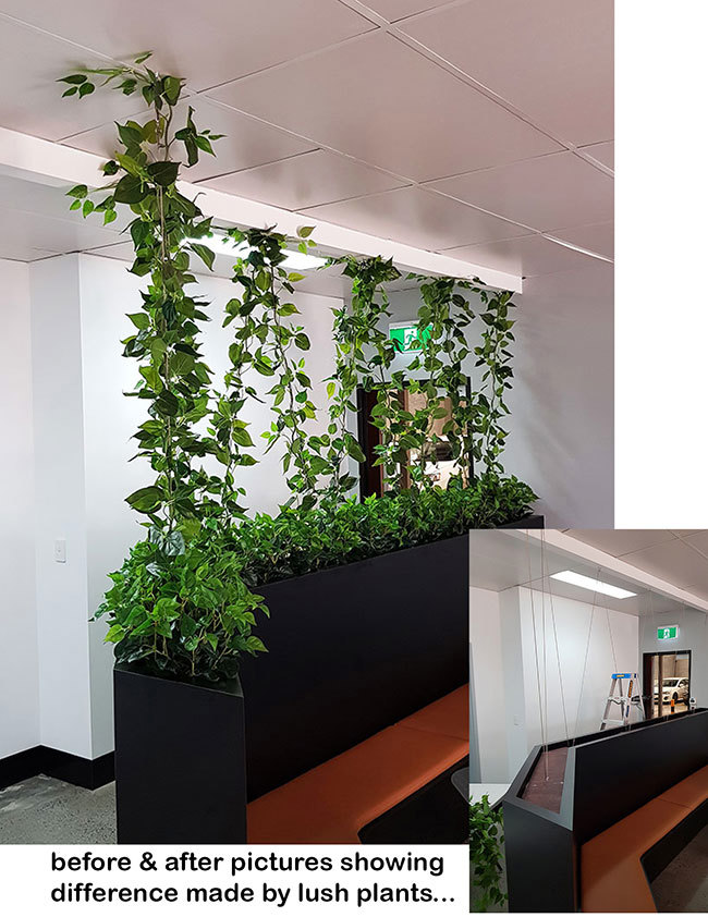 Before & After Shots...... Climbing Vines etc 2