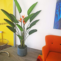 Plants for apartment foyers poplet image 9