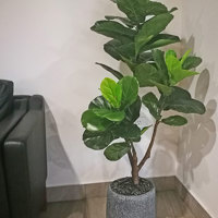 Plants for apartment foyers poplet image 8