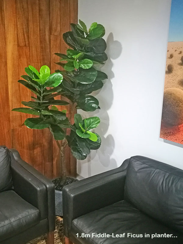 Plants for apartment foyers image 2