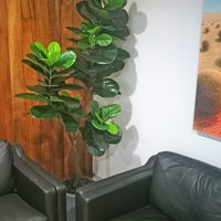 Plants for apartment foyers poplet image 1