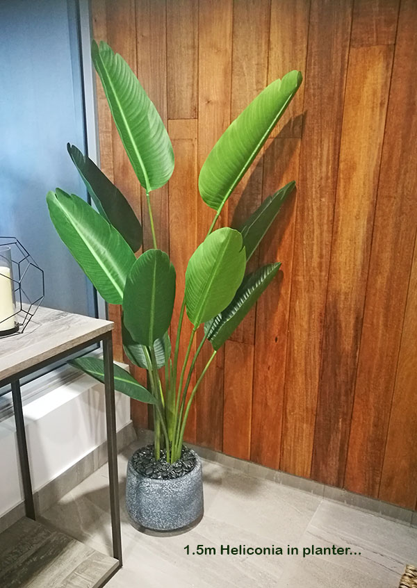 Plants for apartment foyers image 3