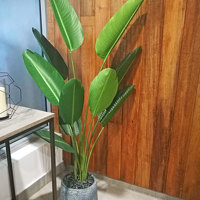Plants for apartment foyers poplet image 2