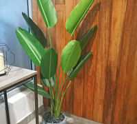 Plants for apartment foyers