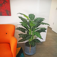 Plants for apartment foyers poplet image 6