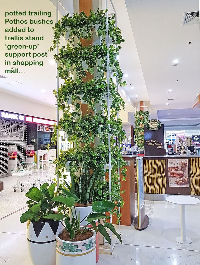 Greenery Trellis in mall freshens-up food court... image 3