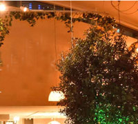 latest Surfers Venue is a 'cool green scene'...