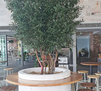 latest Surfers Venue is a 'cool green scene'...